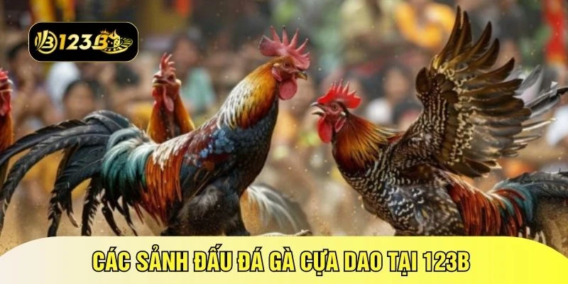 Các sảnh đấu đá gà cựa dao tại 123B